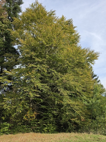 European beech