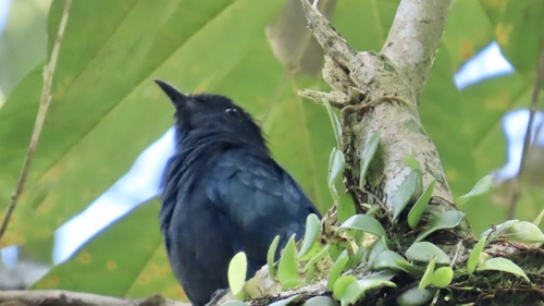 Surniculus lugubris observed 2026-10-14