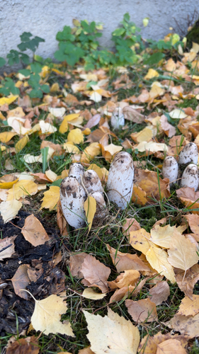 Shaggy Mane