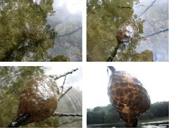 Pectinatella magnifica