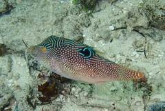 Canthigaster petersii