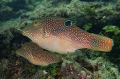 Canthigaster petersii