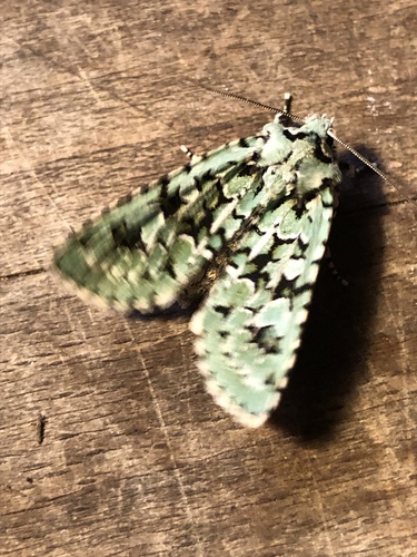 Merveille du Jour