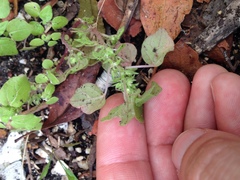 Parietaria floridana