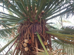 Cycas seemannii