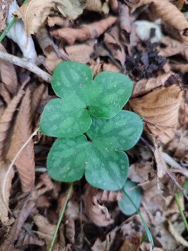 Liverleaf