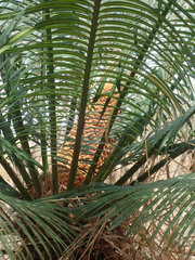 Cycas seemannii