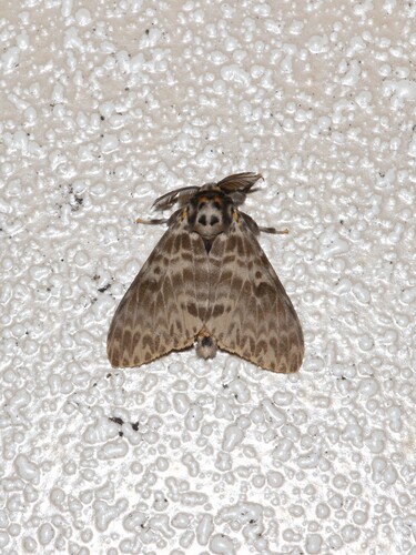 Pink Lymantria Moth