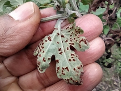 Puccinia chrysanthemi