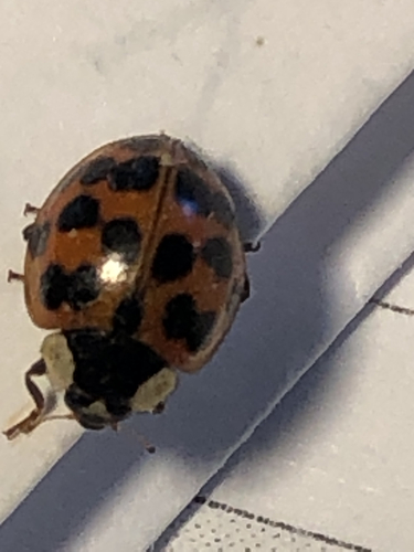 Asian Lady Beetle