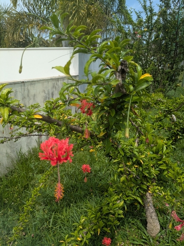 Spider Hibiscus