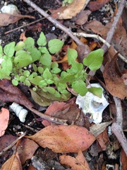 Parietaria floridana