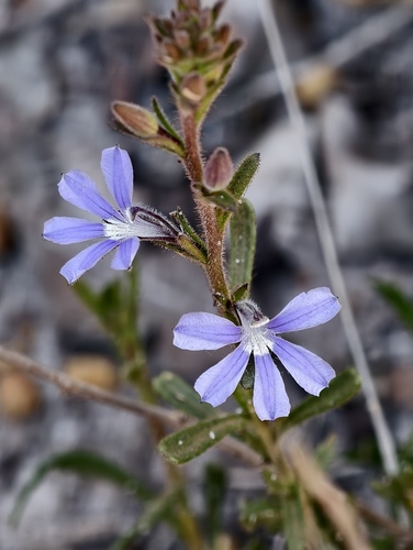 Scaevola glandulifera, 2026-10-04