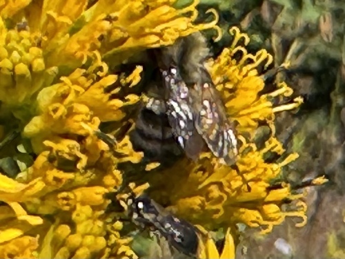Common Eastern Bumble Bee
