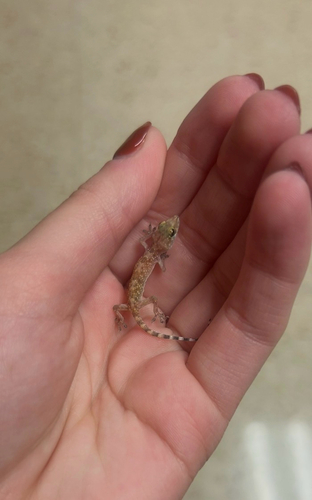 Mediterranean House Gecko