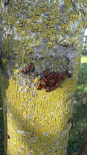 European Firebug