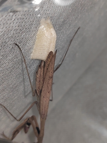 Asian Jumping Mantis