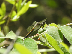 Leucorrhinia intacta