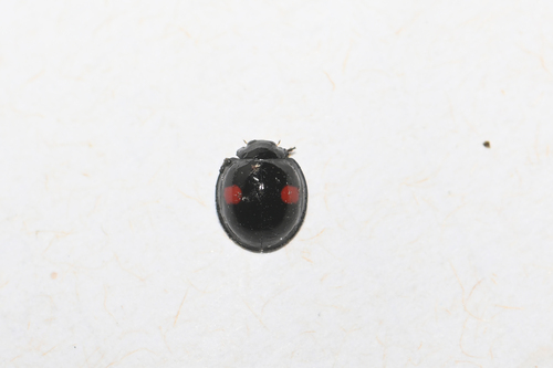 Kidney-spot Ladybird
