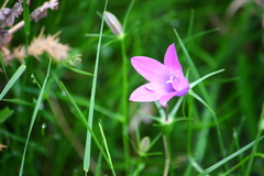 Campanula lusitanica