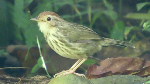 Pellorneum ruficeps observed 2026-10-14