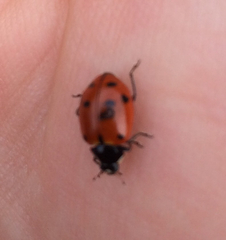 Hippodamia quinquesignata