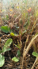 Microseris bigelovii