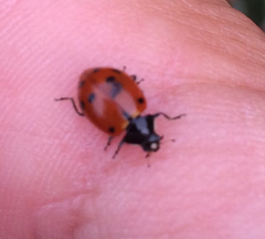 Hippodamia quinquesignata