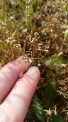 Microseris bigelovii