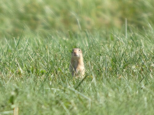 Thirteen-lined Ground Squirrel observed by susnyder