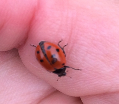 Hippodamia quinquesignata