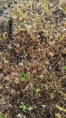 Microseris bigelovii