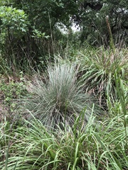 Muhlenbergia lindheimeri
