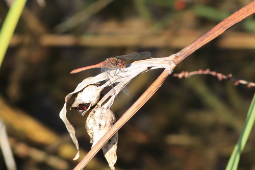Common Darter