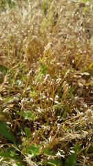 Microseris bigelovii