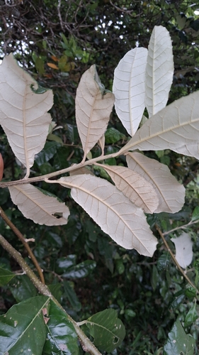 Brachylaena discolor observed 2026-10-10