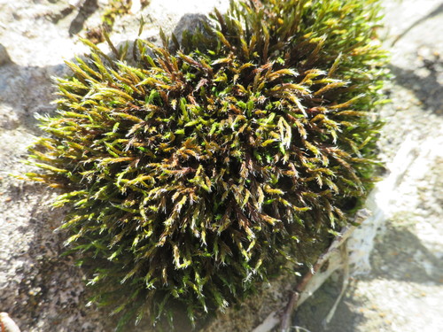 Schistidium apocarpum