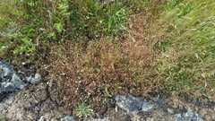 Microseris bigelovii