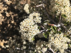 Ceanothus pauciflorus