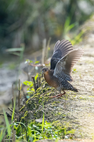 Band-bellied Crake