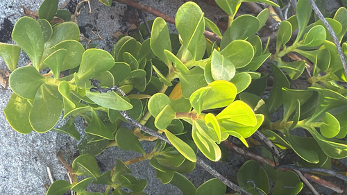 Scaevola plumieri observed 2026-10-13