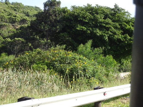 Senna didymobotrya observed 2026-10-14