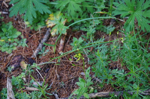 Draba nemorosa observed 2026-07-21