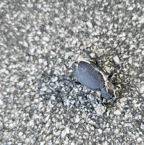 Leather Beetle