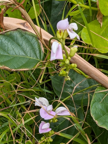 Canavalia cathartica observed 2026-10-05