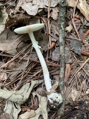 Amanita solaniolens
