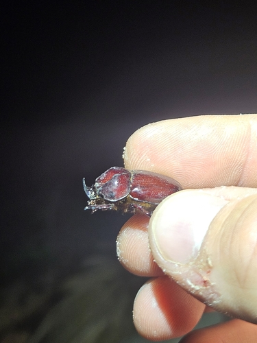 Phyllognathus excavatus