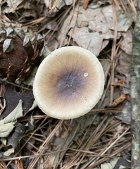 Amanita solaniolens