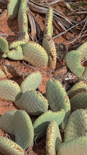 opuntia aurea