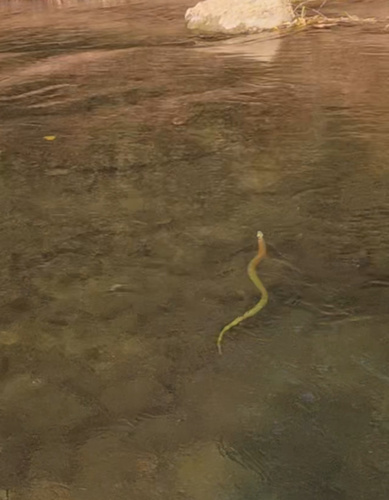 Chinese Tiger Keelback